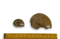 F 03900
<br/>
<br/>
<em></em>